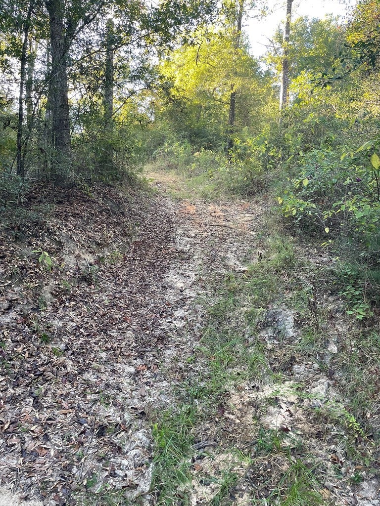 0 Hammock Road Carriere, MS 39426 - Photo 3 of 14 Gallery Image 3