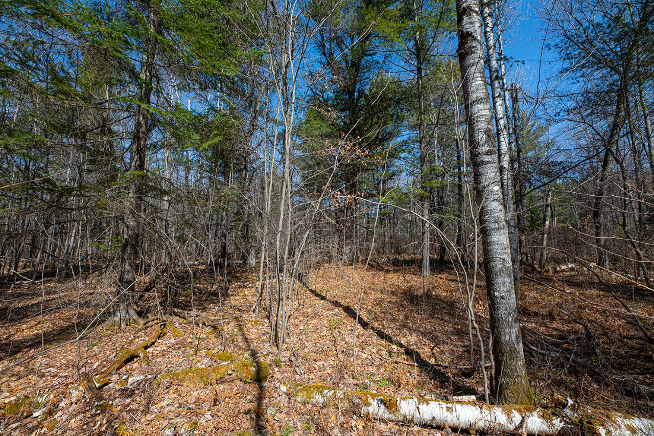 On Loggers Run Road, Unit LOT Eagle River, WI 54521 - Photo 10 of 19 Gallery Image 10