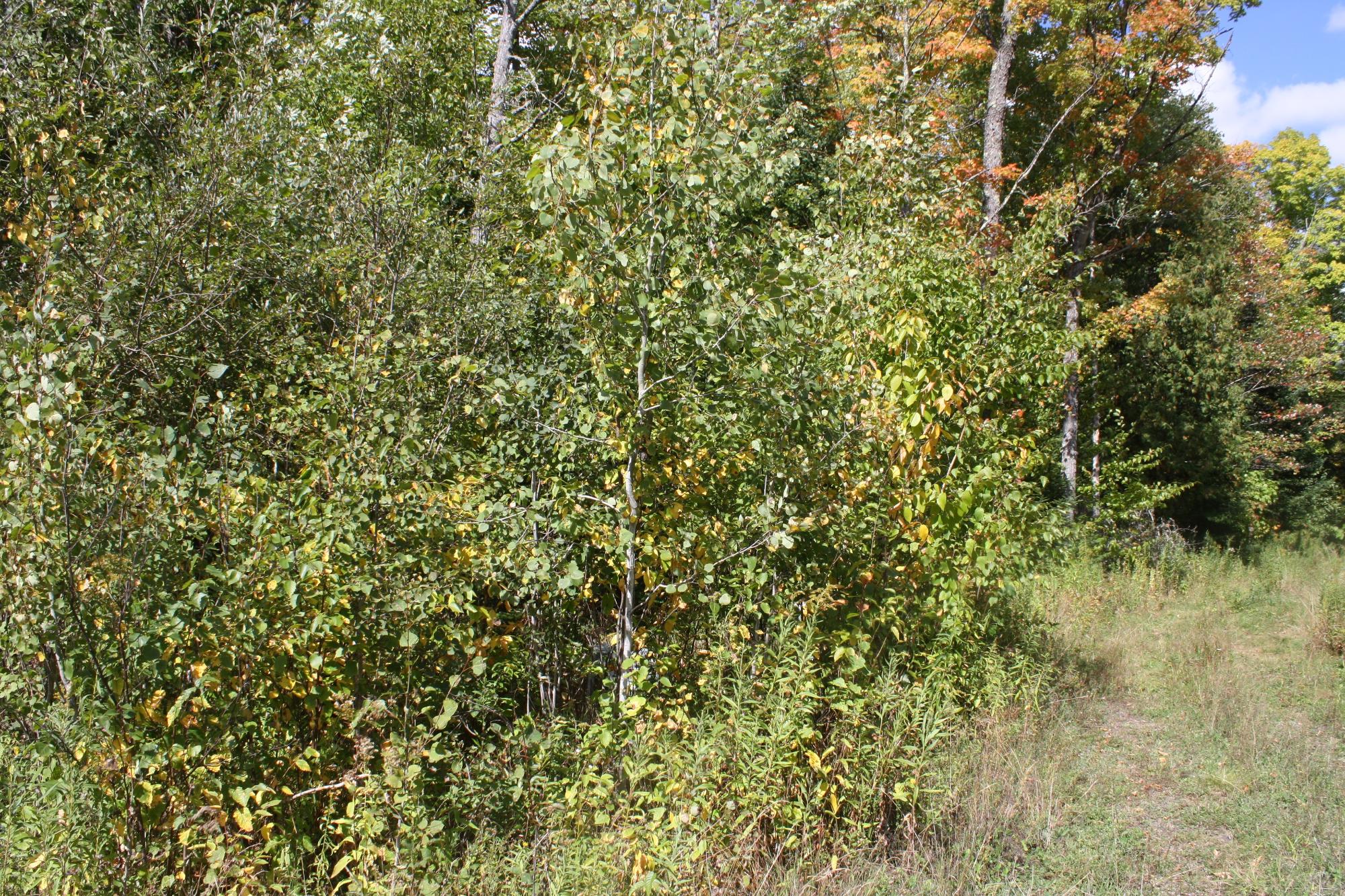 Lot 19 Many Rock Road Mercer, WI 54547 - Photo 7 of 23 Gallery Image 7