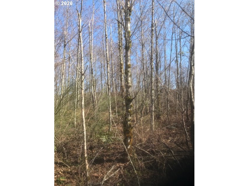 Northwest Smoke Ranch Road, Unit 20 Scappoose, OR 97056 - Photo 3 of 10 Gallery Image 3