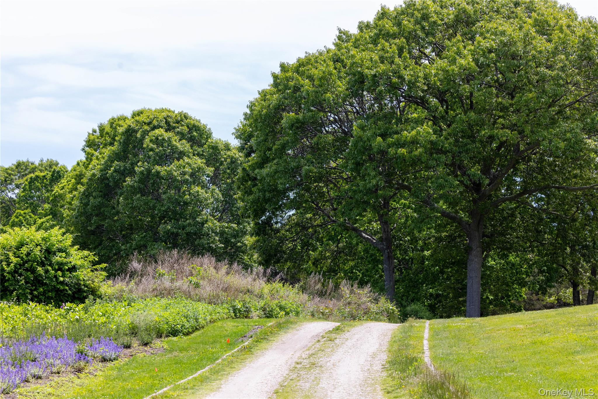 2840 Stars Road East Marion, NY 11939 - Photo 6 of 43 a view of a yard with potted plants