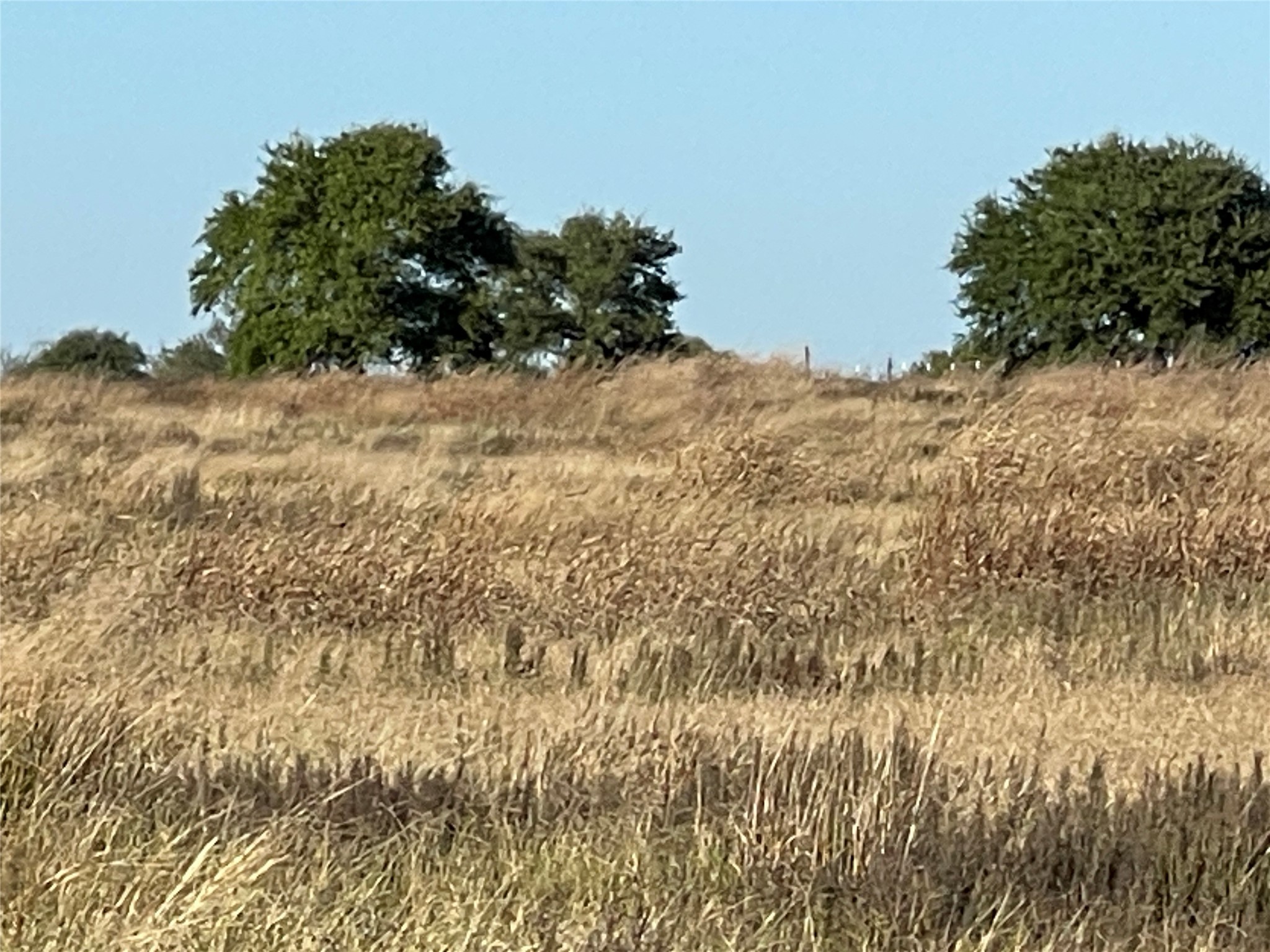 16887 Bosse Road Washington, TX 77880 - Photo 21 of 22