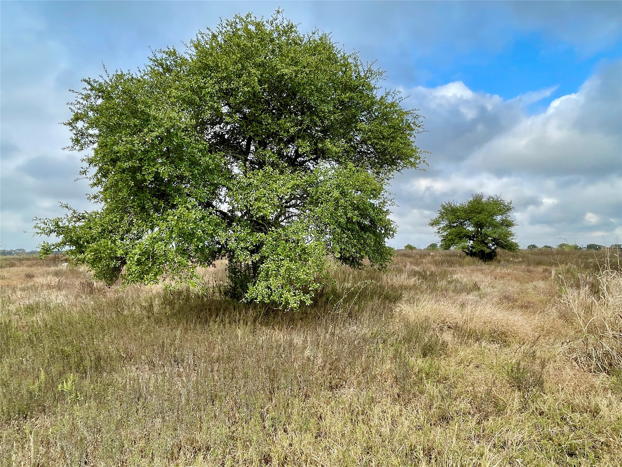 16887 Bosse Road Washington, TX 77880 - Photo 3 of 22