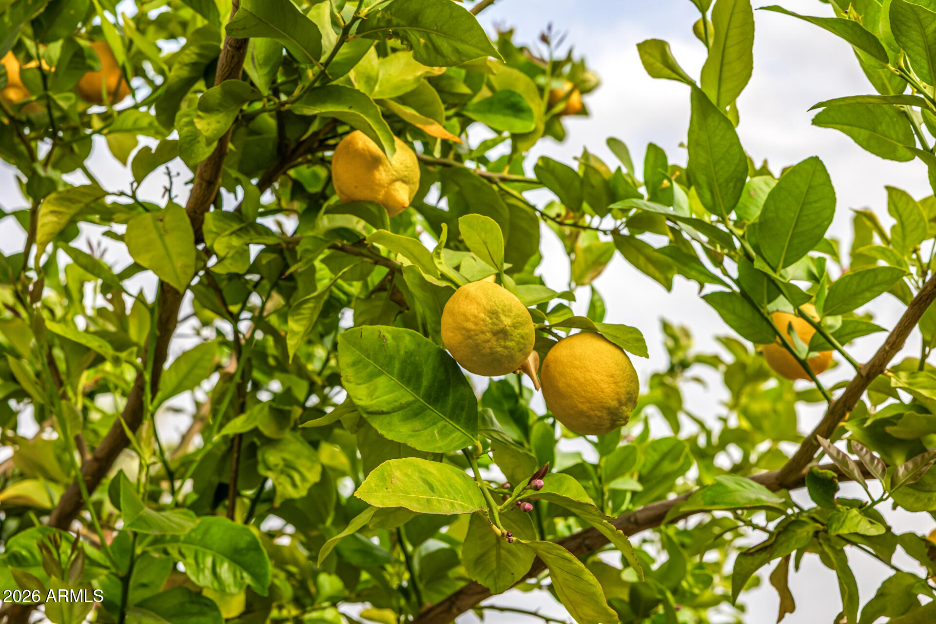 4010 East Coolidge Street Phoenix, AZ 85018 - Photo 77 of 82 78-COOLIDGE