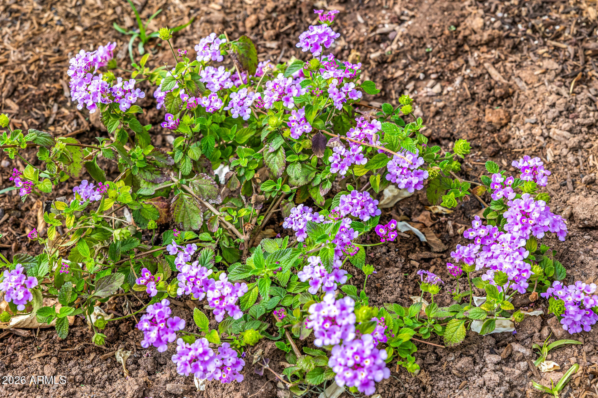 4010 East Coolidge Street Phoenix, AZ 85018 - Photo 78 of 82 79-COOLIDGE