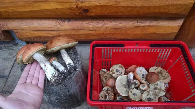 $749,000 | W3041 2nd Street East, Nekoosa, WI 54457