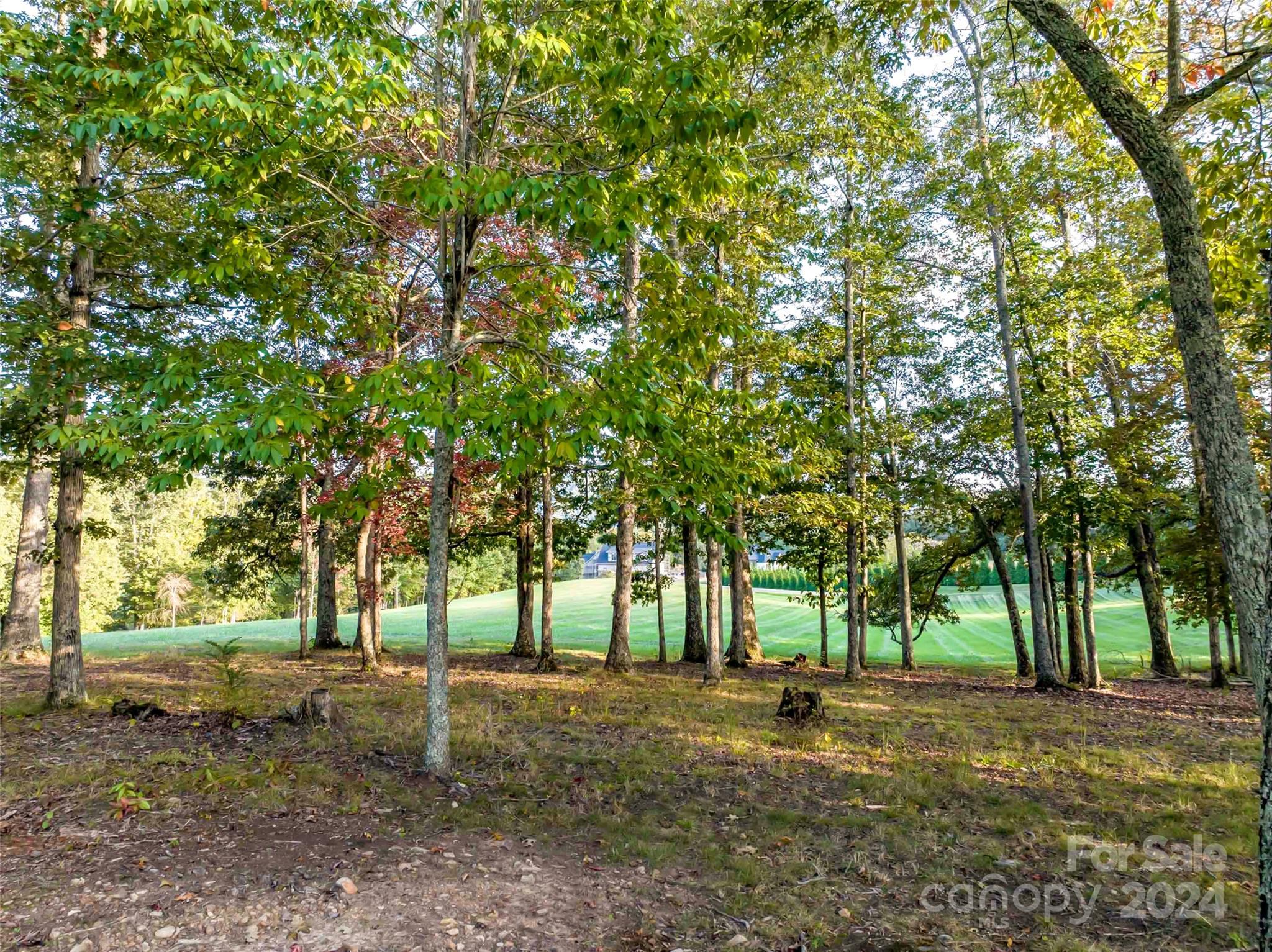 337 Chukar Way, Unit LOT 21 Fletcher, NC 28732 - Photo 6 of 12 a view of a tree in the middle of a yard
