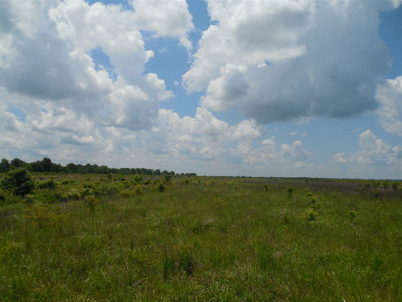 0 Carter Road Rosedale, MS 38769 - Photo 13 of 21 Photo 13