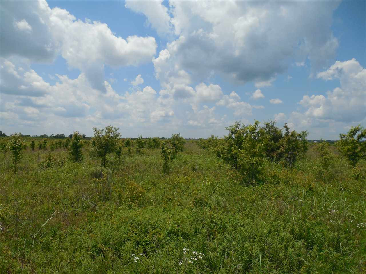0 Carter Road Rosedale, MS 38769 - Photo 14 of 21 Photo 14