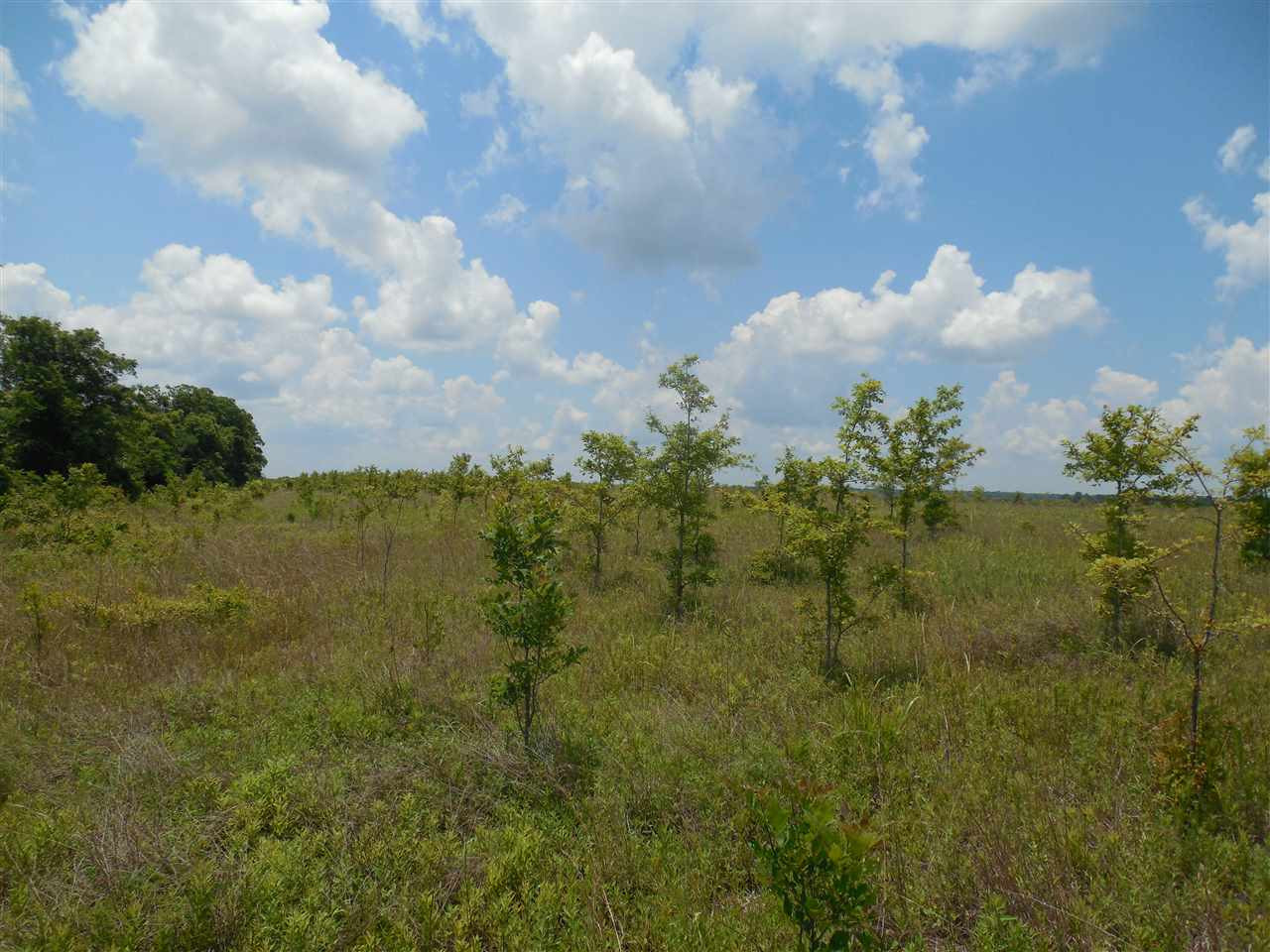 0 Carter Road Rosedale, MS 38769 - Photo 16 of 21 Photo 16