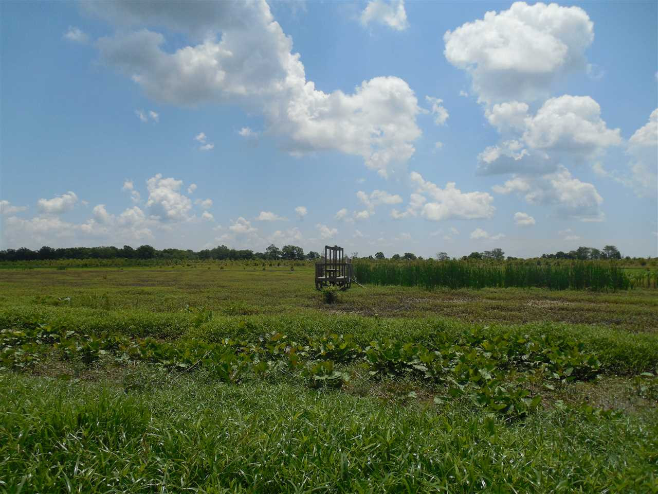 0 Carter Road Rosedale, MS 38769 - Photo 8 of 21 Photo 8