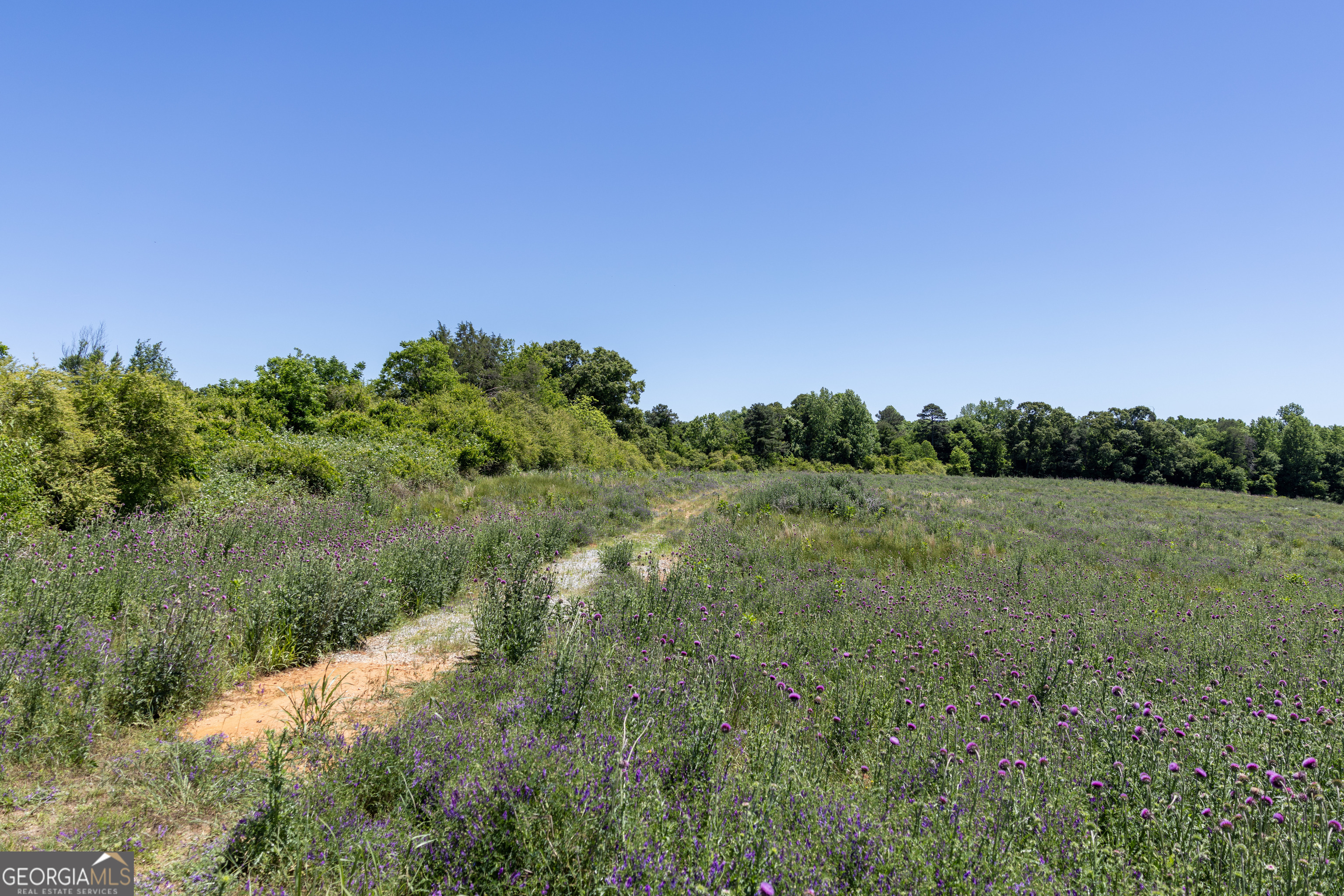 3600 Pea Ridge Road Cornelia, GA 30531 - Photo 7 of 11 a view of a field of grass and trees