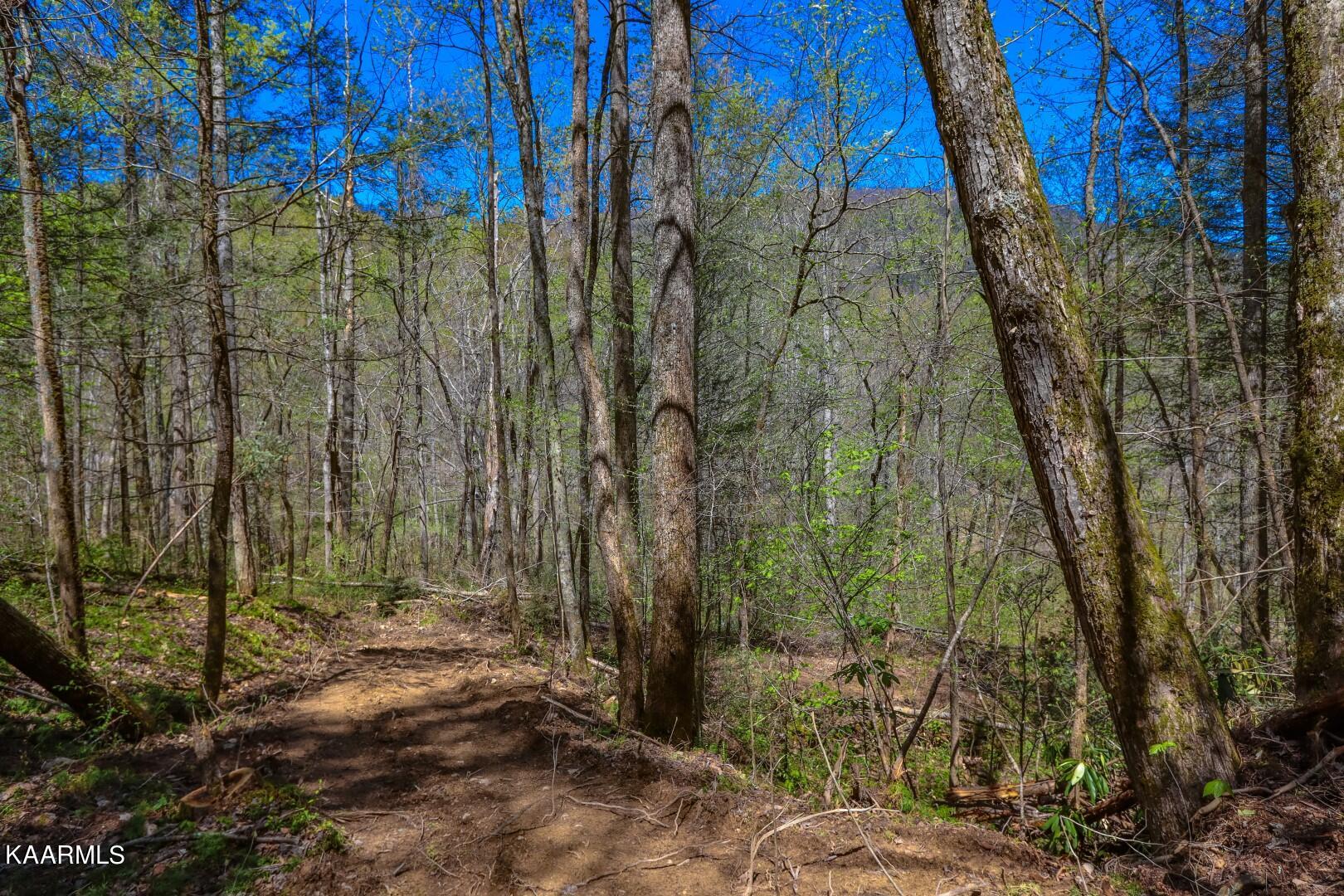 19.75 Yellow Springs Road Cosby, TN 37722 - Photo 16 of 33 5.13