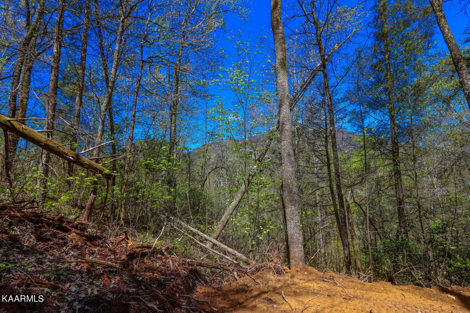 19.75 Yellow Springs Road Cosby, TN 37722 - Photo 20 of 33 7