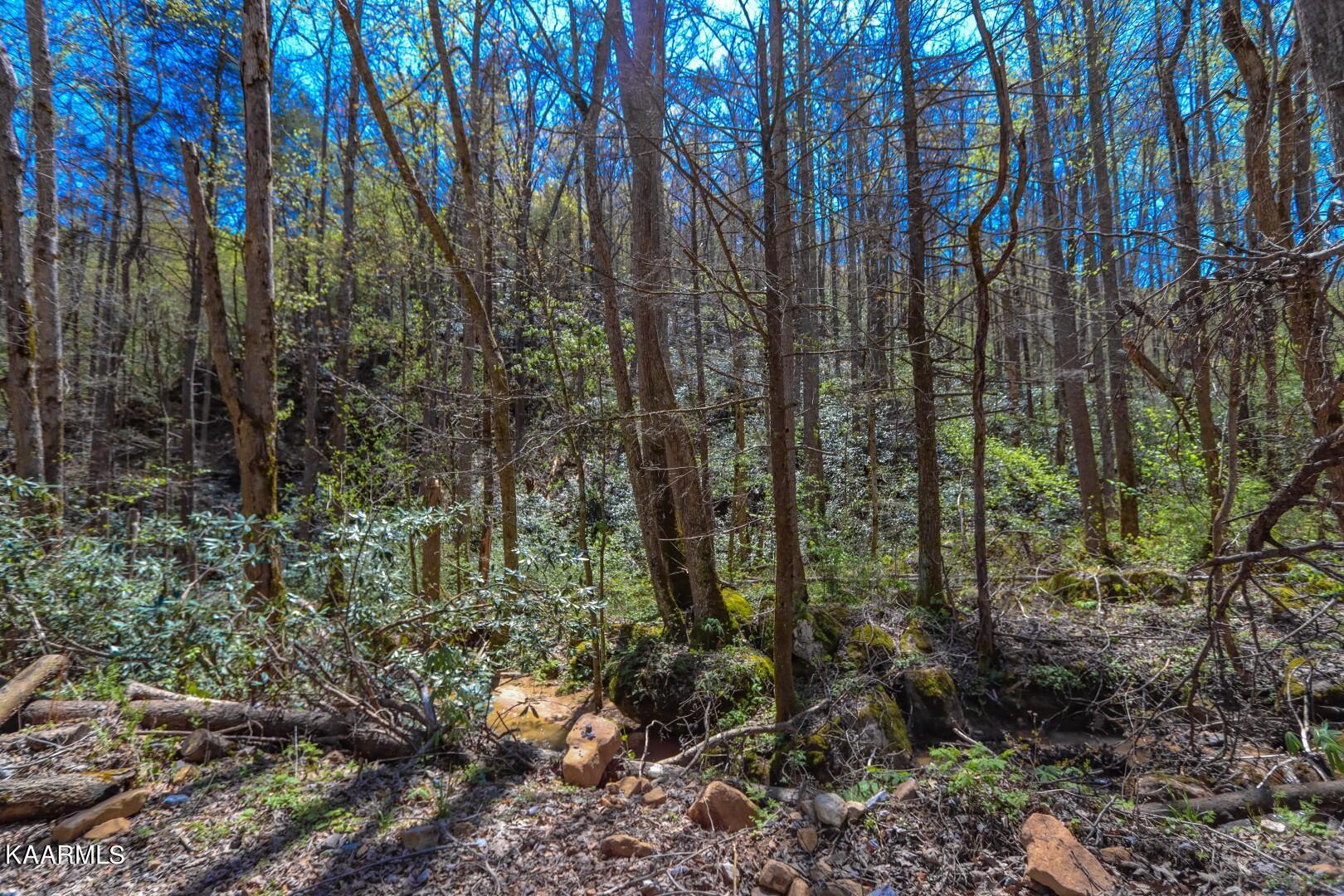 19.75 Yellow Springs Road Cosby, TN 37722 - Photo 28 of 33 15