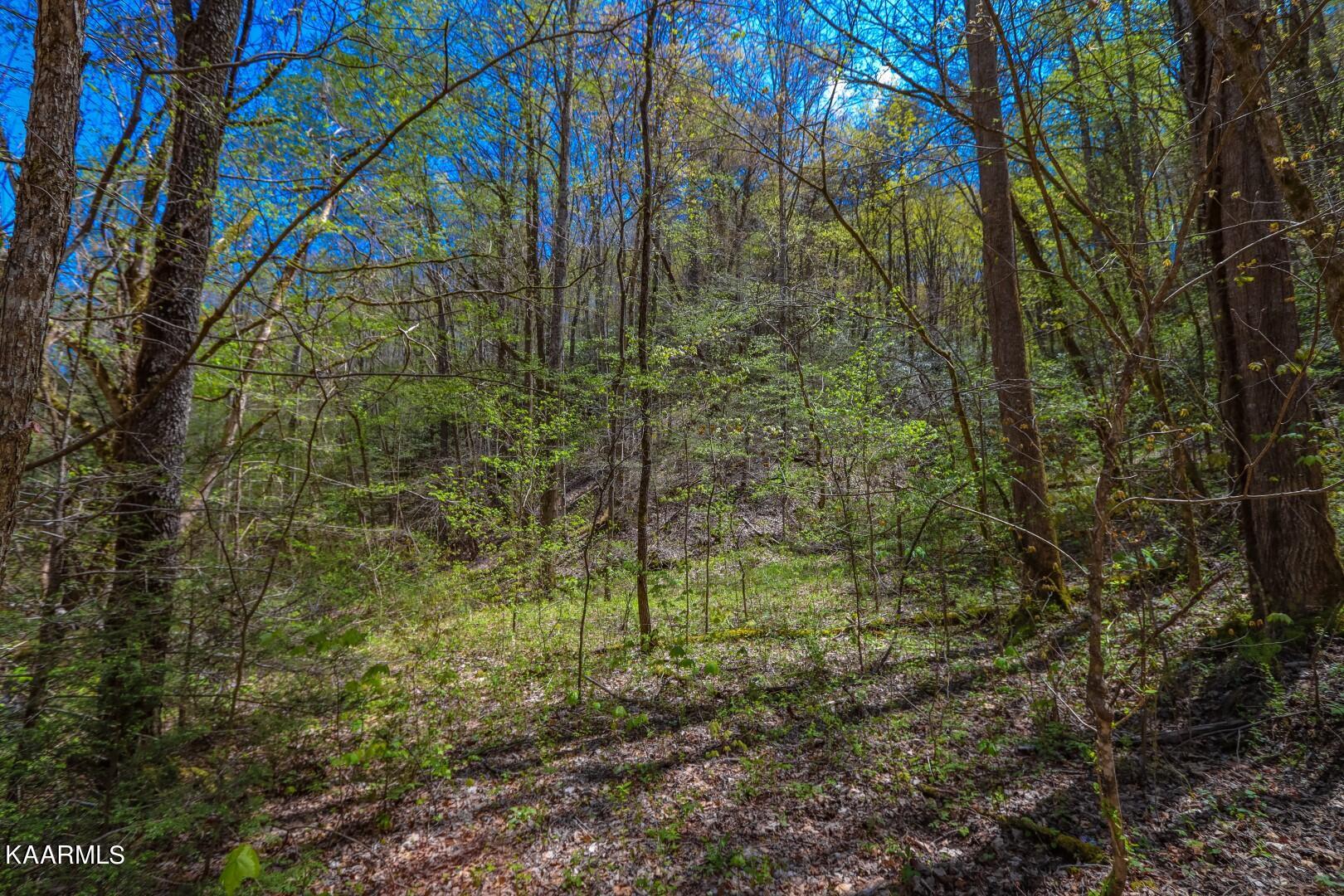 19.75 Yellow Springs Road Cosby, TN 37722 - Photo 32 of 33 19