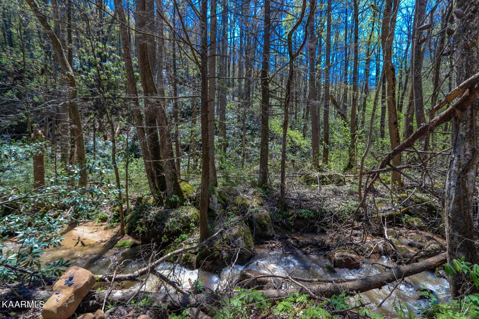 19.75 Yellow Springs Road Cosby, TN 37722 - Photo 8 of 33 5.5