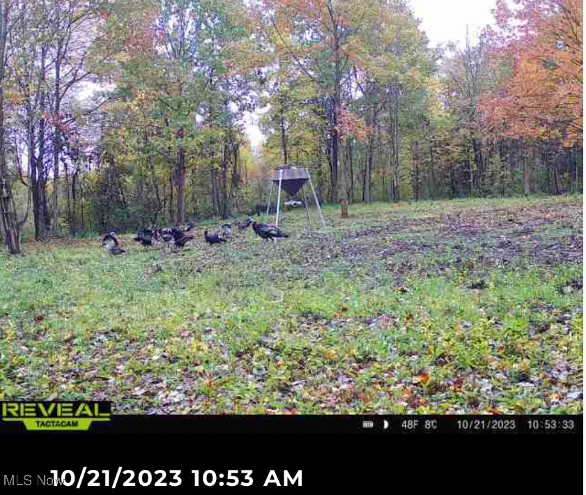 6 Us Route Rome, OH 44085 - Photo 15 of 20 Turkeys on property.