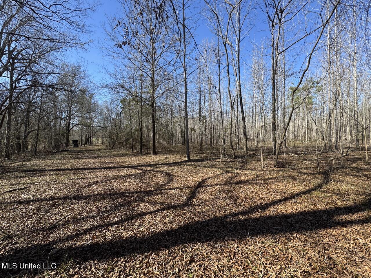 165 Mitchell Road Jonesville, LA 71343 - Photo 40 of 56 IMG_1765 Large