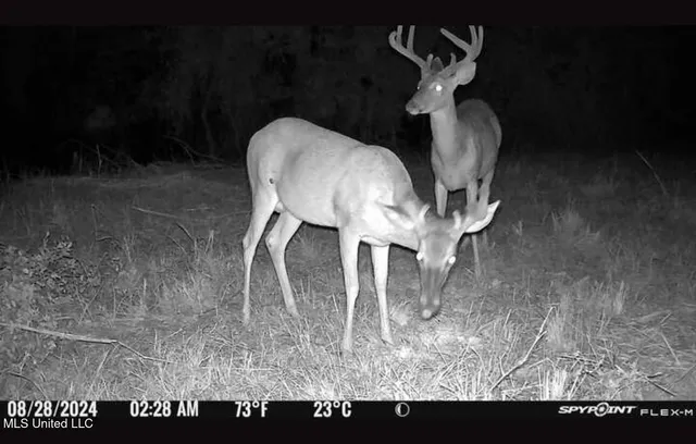 $299,000 | 165 Mitchell Road, Jonesville, LA 71343