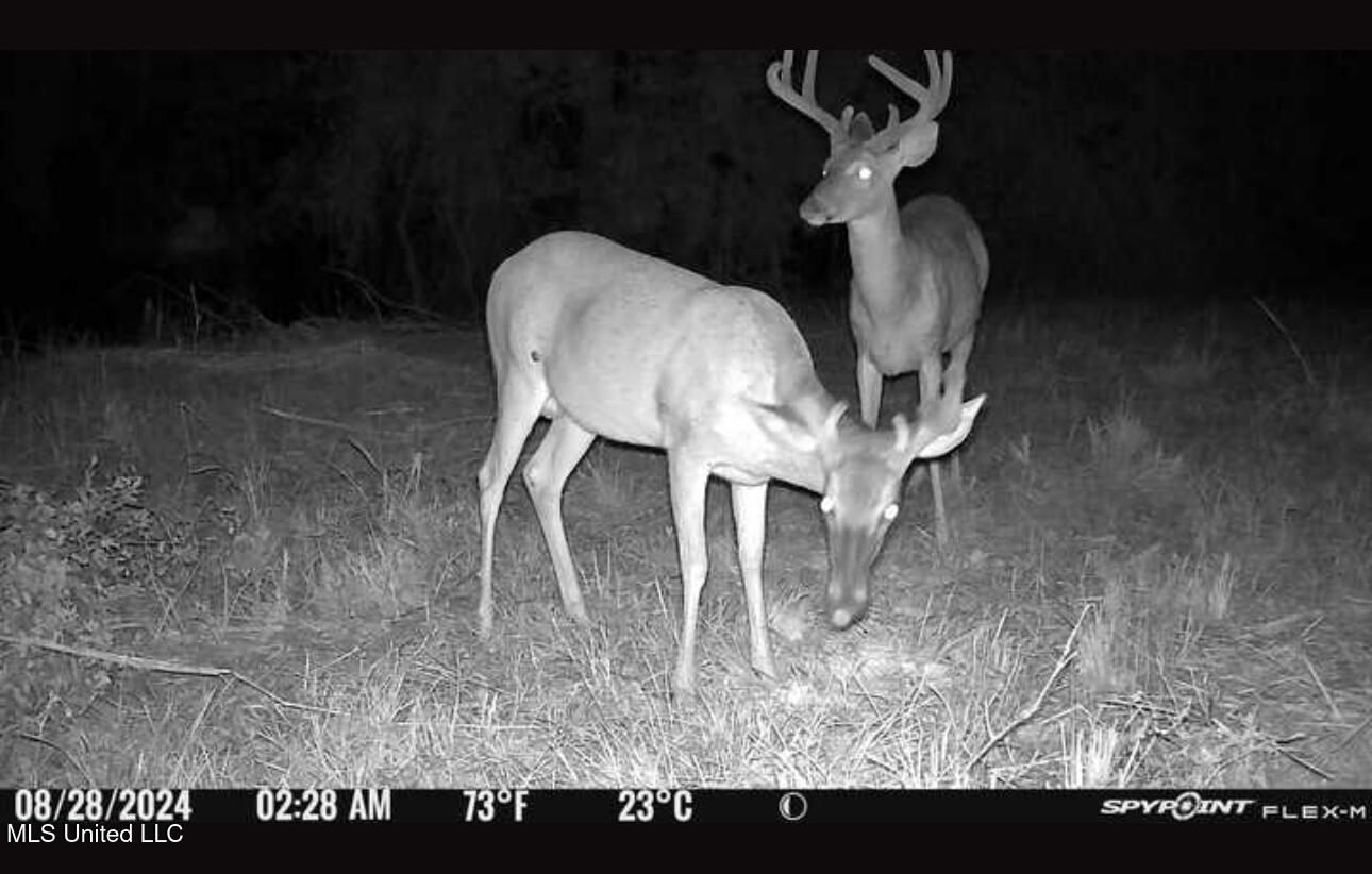 165 Mitchell Road Jonesville, LA 71343 - Photo 51 of 56 IMG_8417