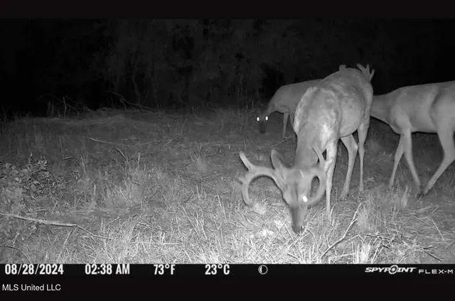 $299,000 | 165 Mitchell Road, Jonesville, LA 71343