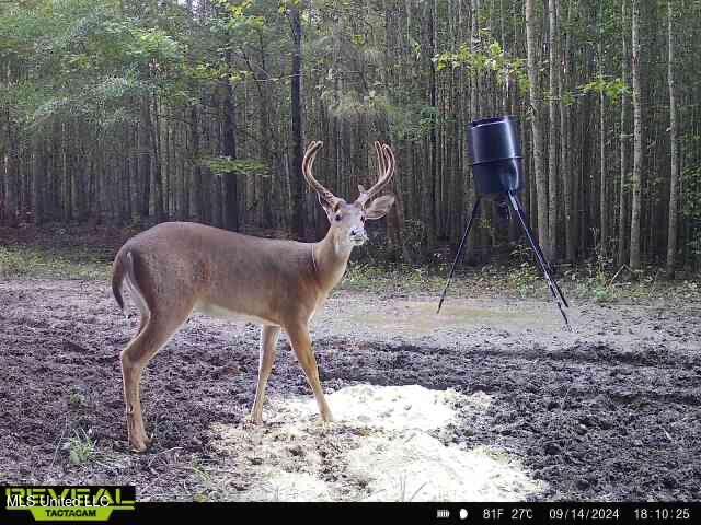 165 Mitchell Road Jonesville, LA 71343 - Photo 53 of 56 IMG_8855