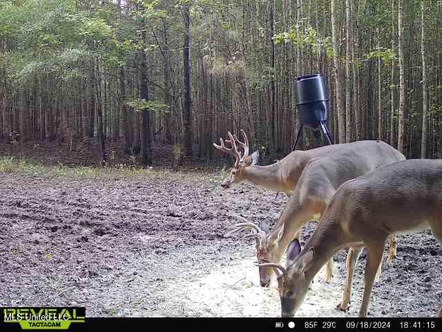 165 Mitchell Road Jonesville, LA 71343 - Photo 54 of 56 IMG_9058