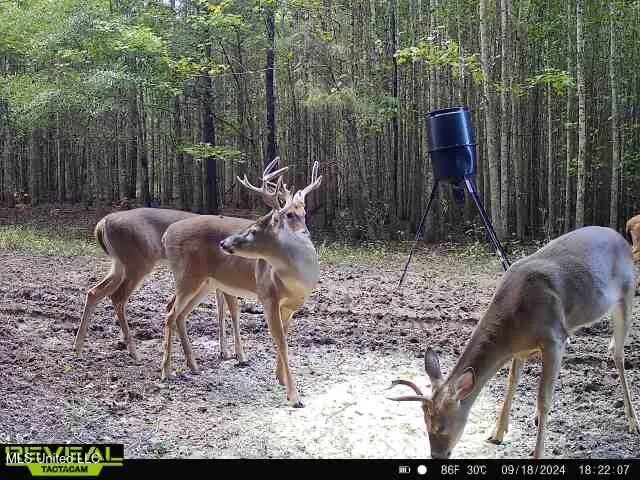 $299,000 | 165 Mitchell Road, Jonesville, LA 71343