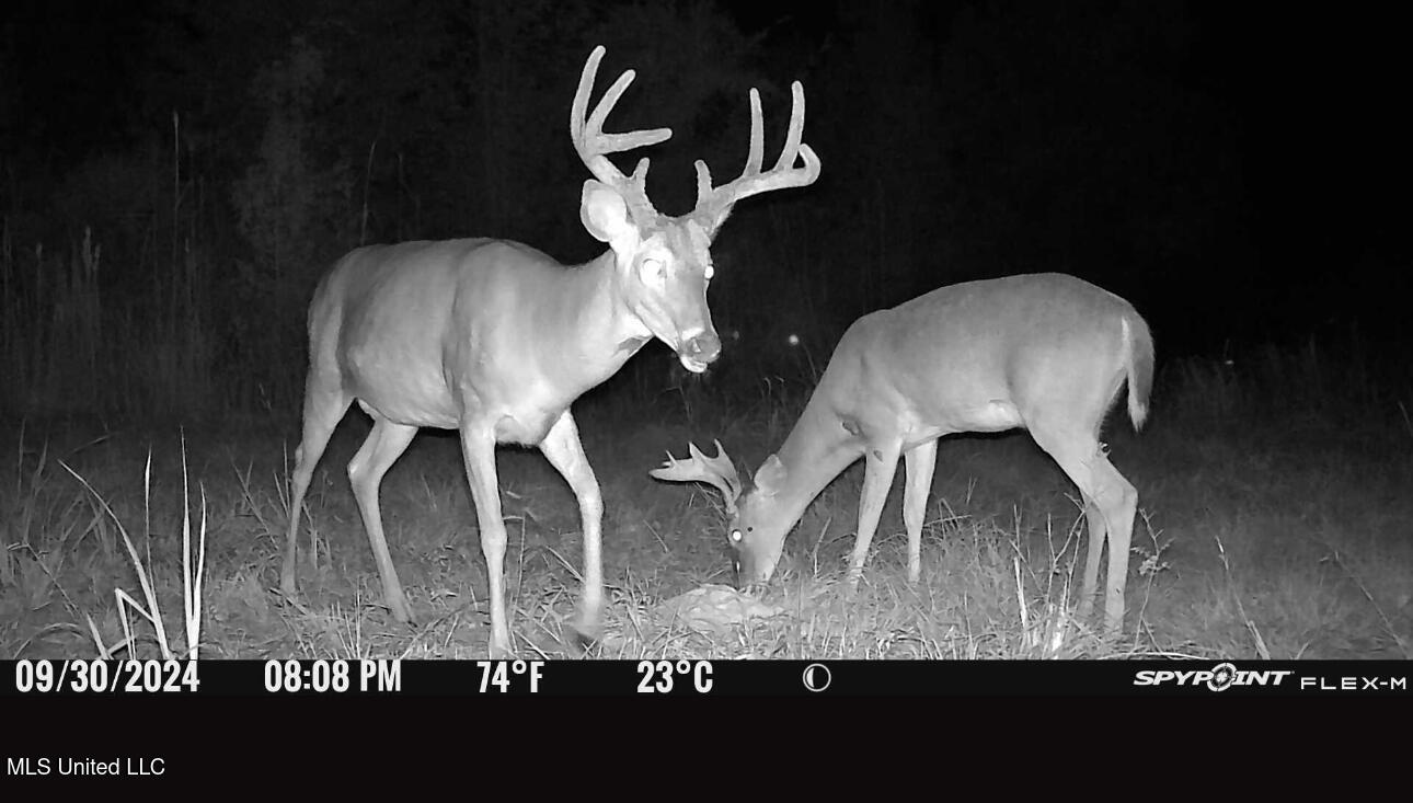 165 Mitchell Road Jonesville, LA 71343 - Photo 56 of 56 IMG_9722