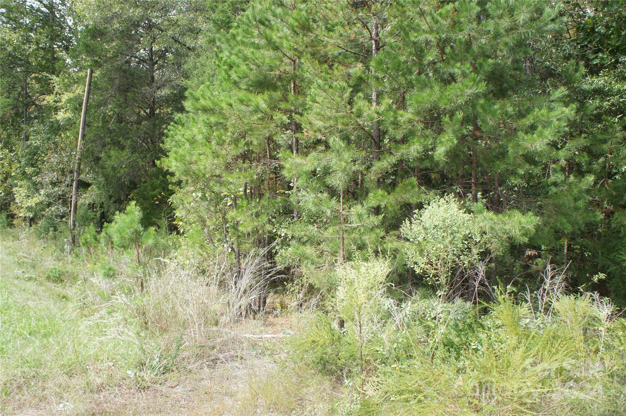 0 Woodleaf Barber Road Cleveland, NC 27013 - Photo 8 of 8 a view of a lush green forest
