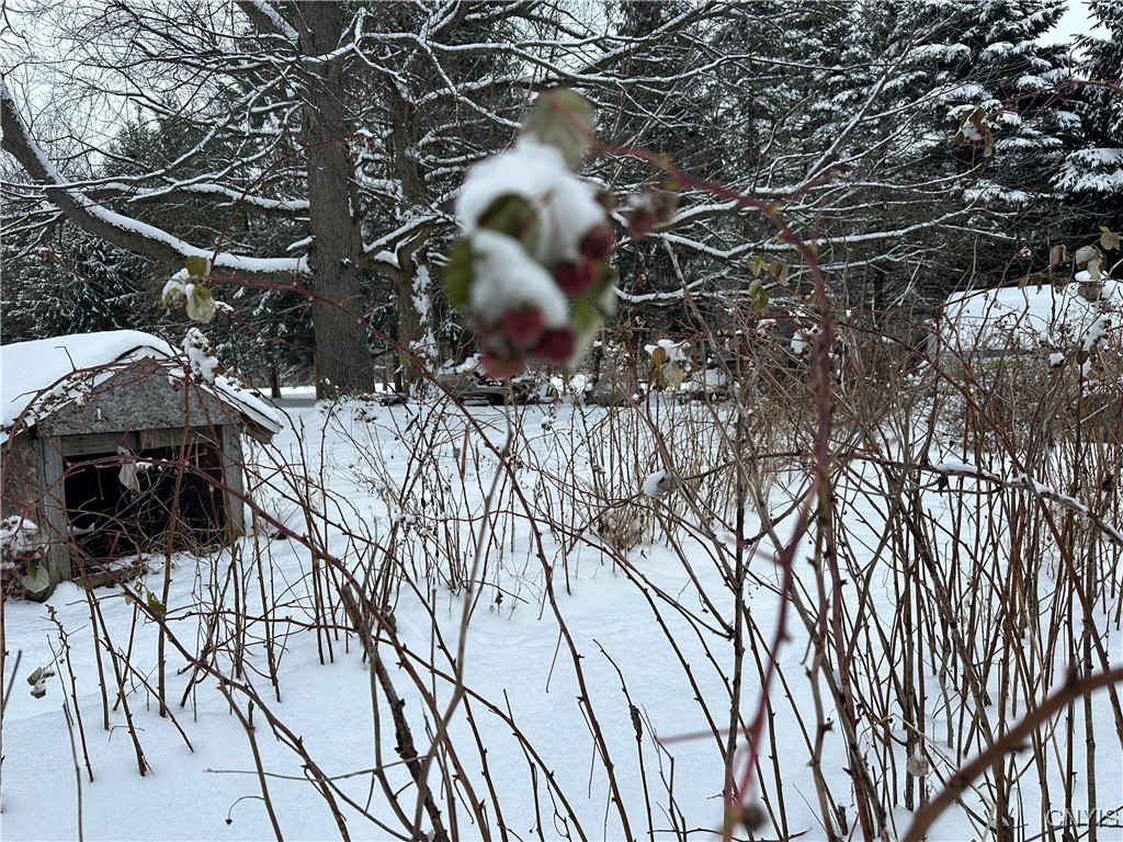 1218 Hard Point Road Conquest, NY 13140 - Photo 11 of 45 Imagine picking fresh berries as you enjoy a summe