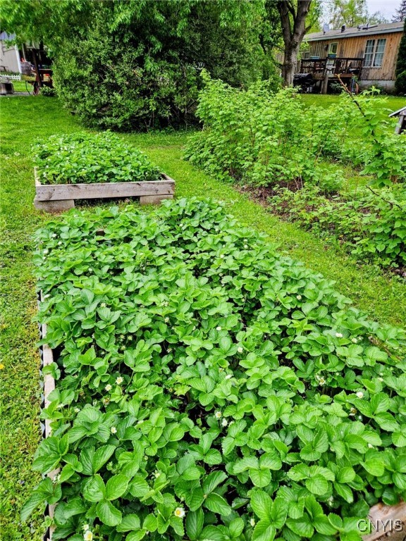 1218 Hard Point Road Conquest, NY 13140 - Photo 9 of 45 Summer plantings