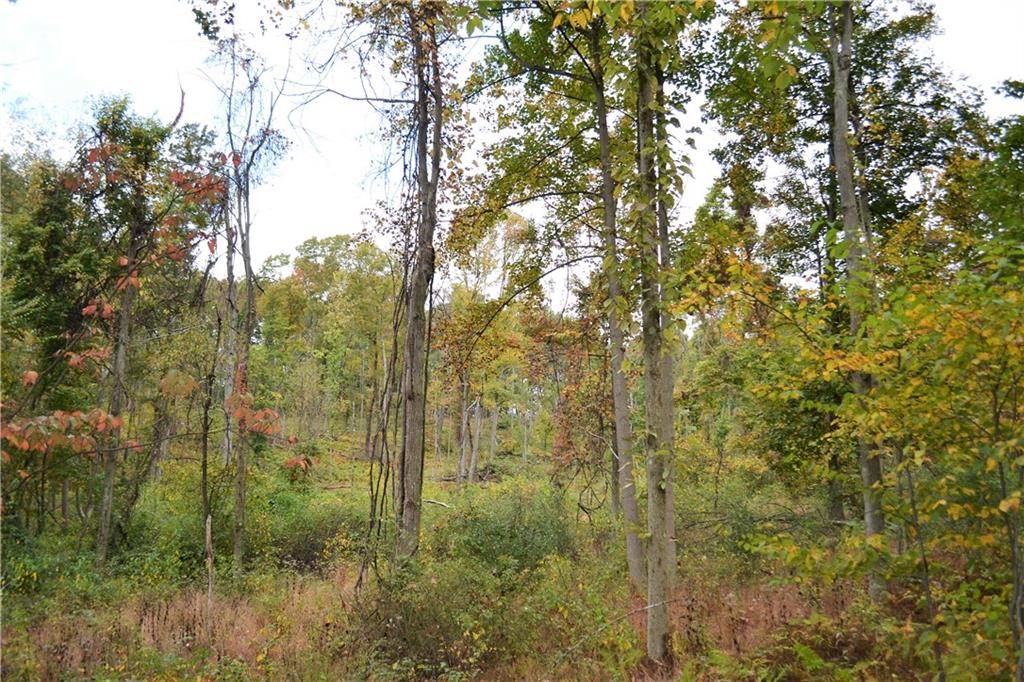 0 Hooks Station Road Templeton, PA 16259 - Photo 7 of 19 a view of a forest with a tree