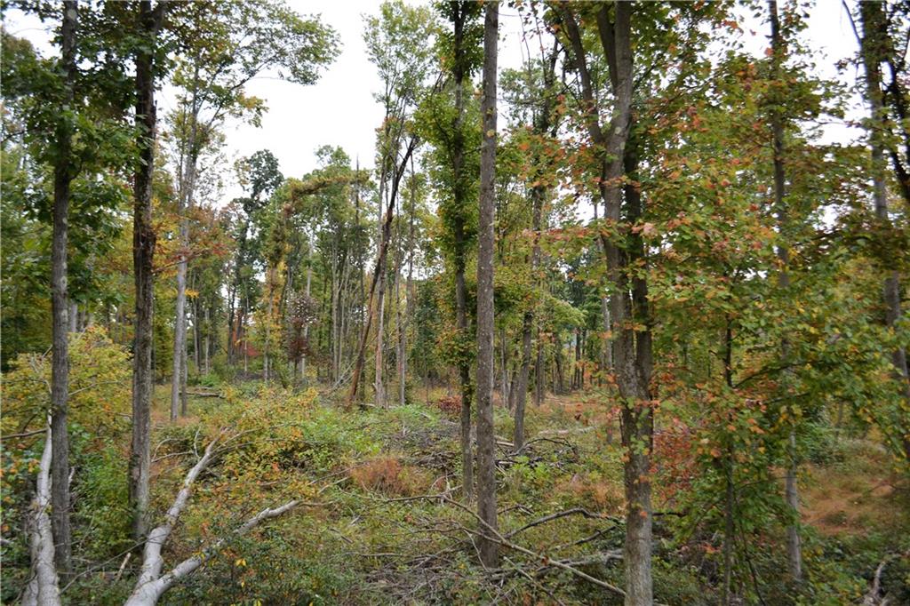 0 Hooks Station Road Templeton, PA 16259 - Photo 8 of 19 a view of a forest with trees