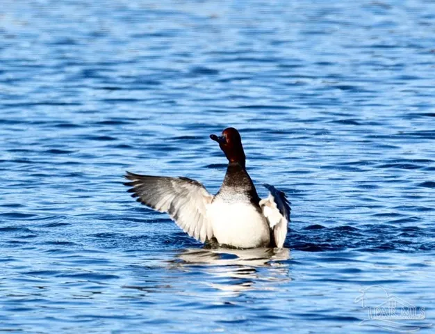 $439,900 | 645 Lost Key Drive, Unit 406D, Perdido Key, FL 32507