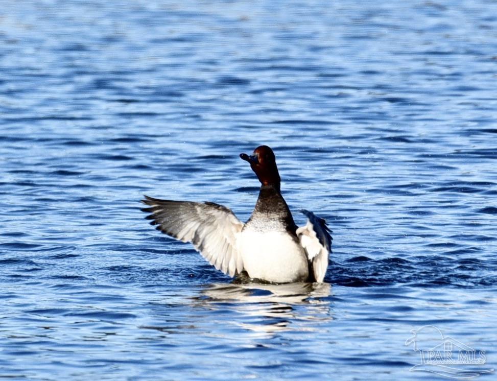 645 Lost Key Drive, Unit 406D Perdido Key, FL 32507 - Photo 56 of 67