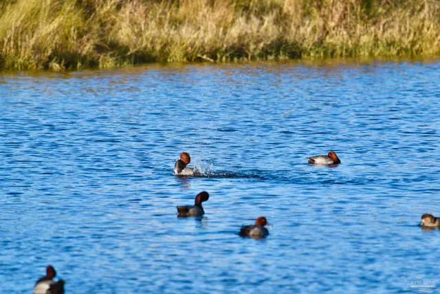 $439,900 | 645 Lost Key Drive, Unit 406D, Perdido Key, FL 32507