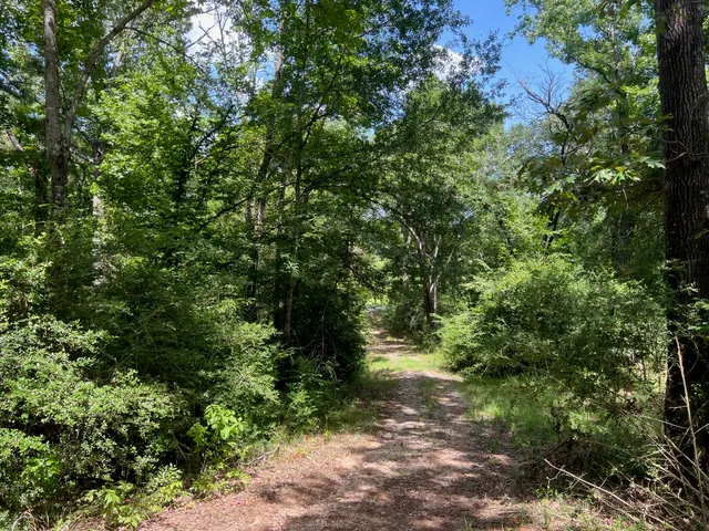 a view of a forest with lots of trees