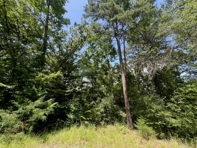 a close up of a tree