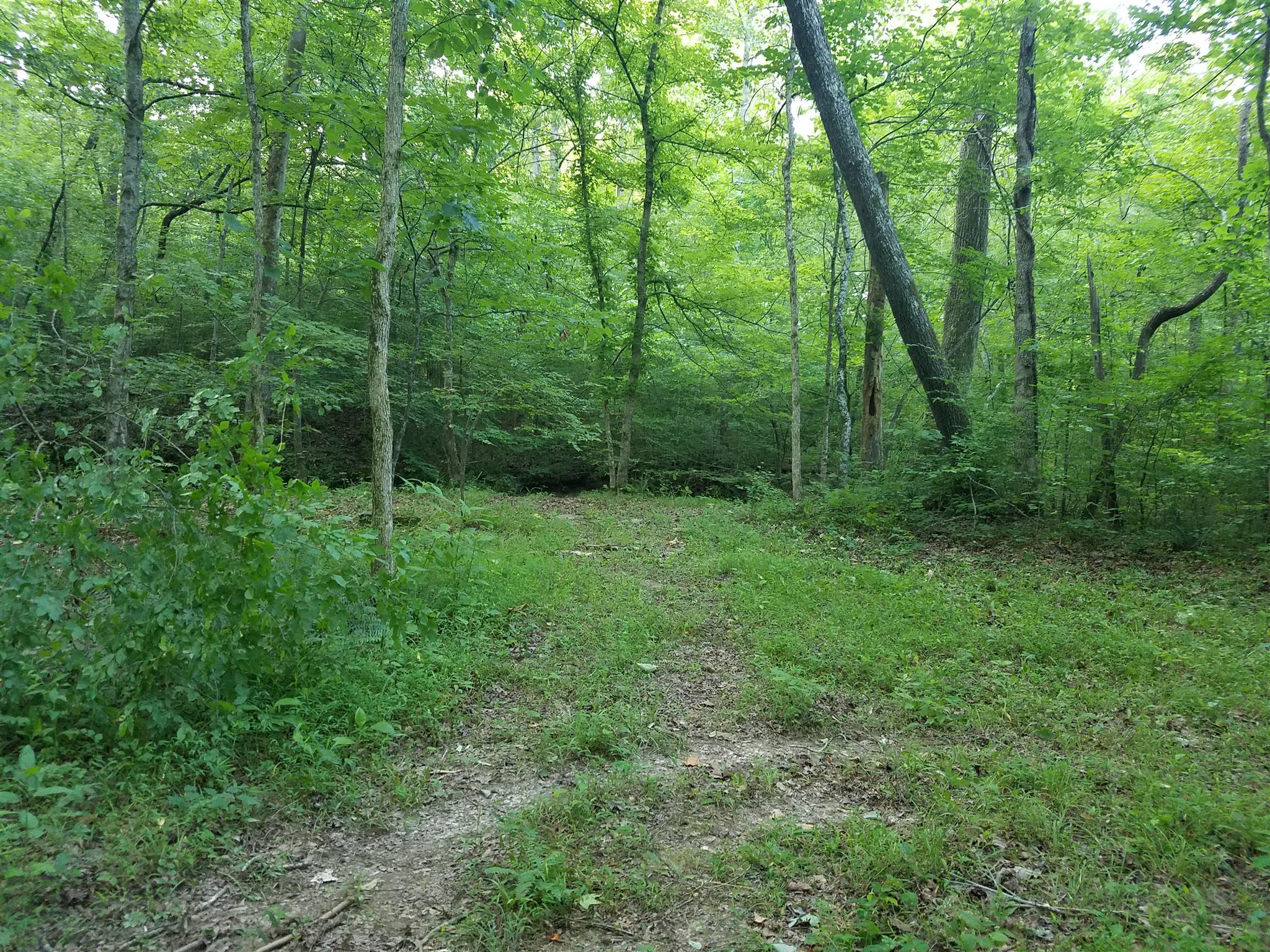 0 Black Pine Road Fairview, TN 37062 - Photo 4 of 12 a view of outdoor space and green space