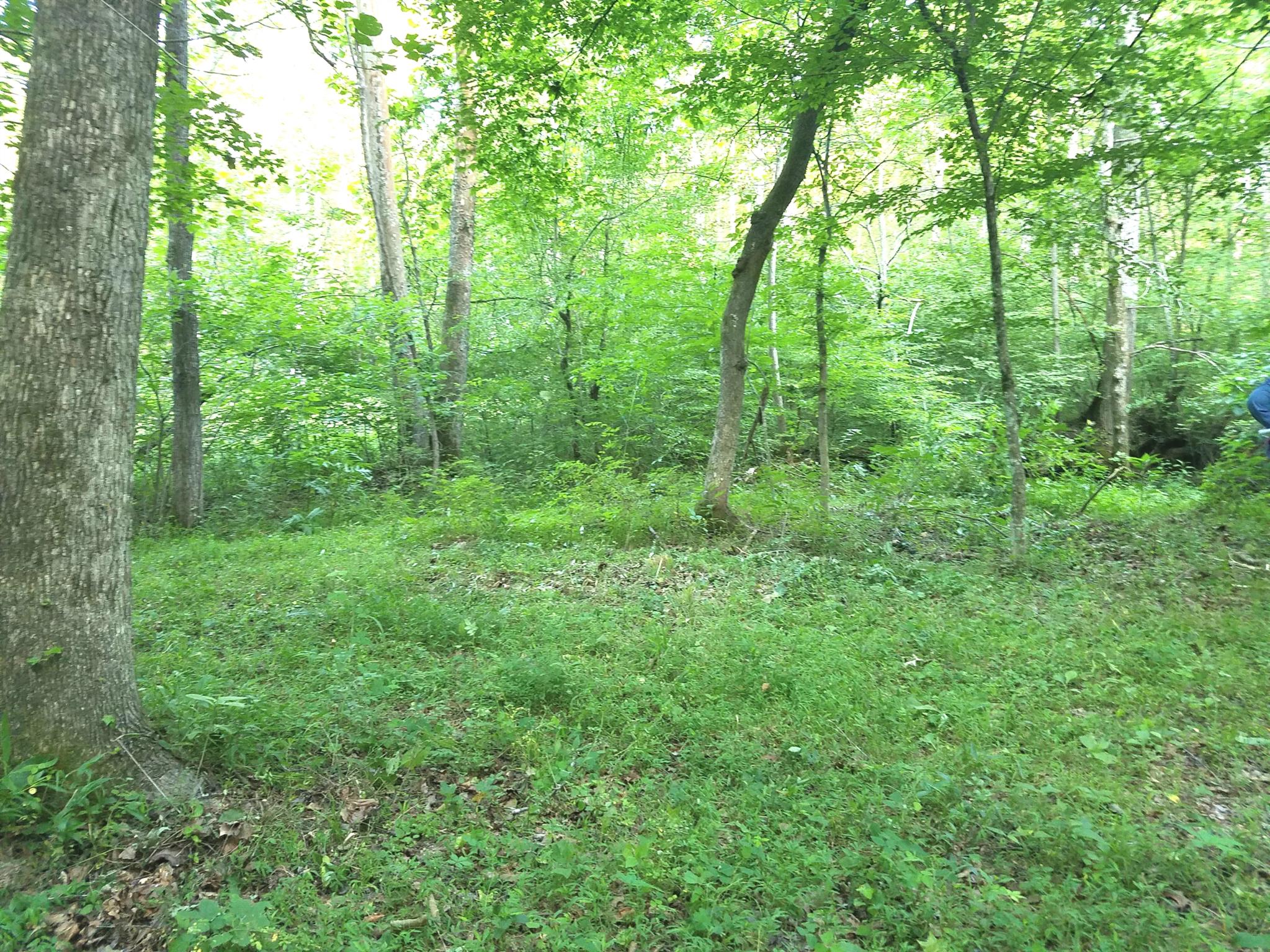 0 Black Pine Road Fairview, TN 37062 - Photo 5 of 12 a view of a lush green forest