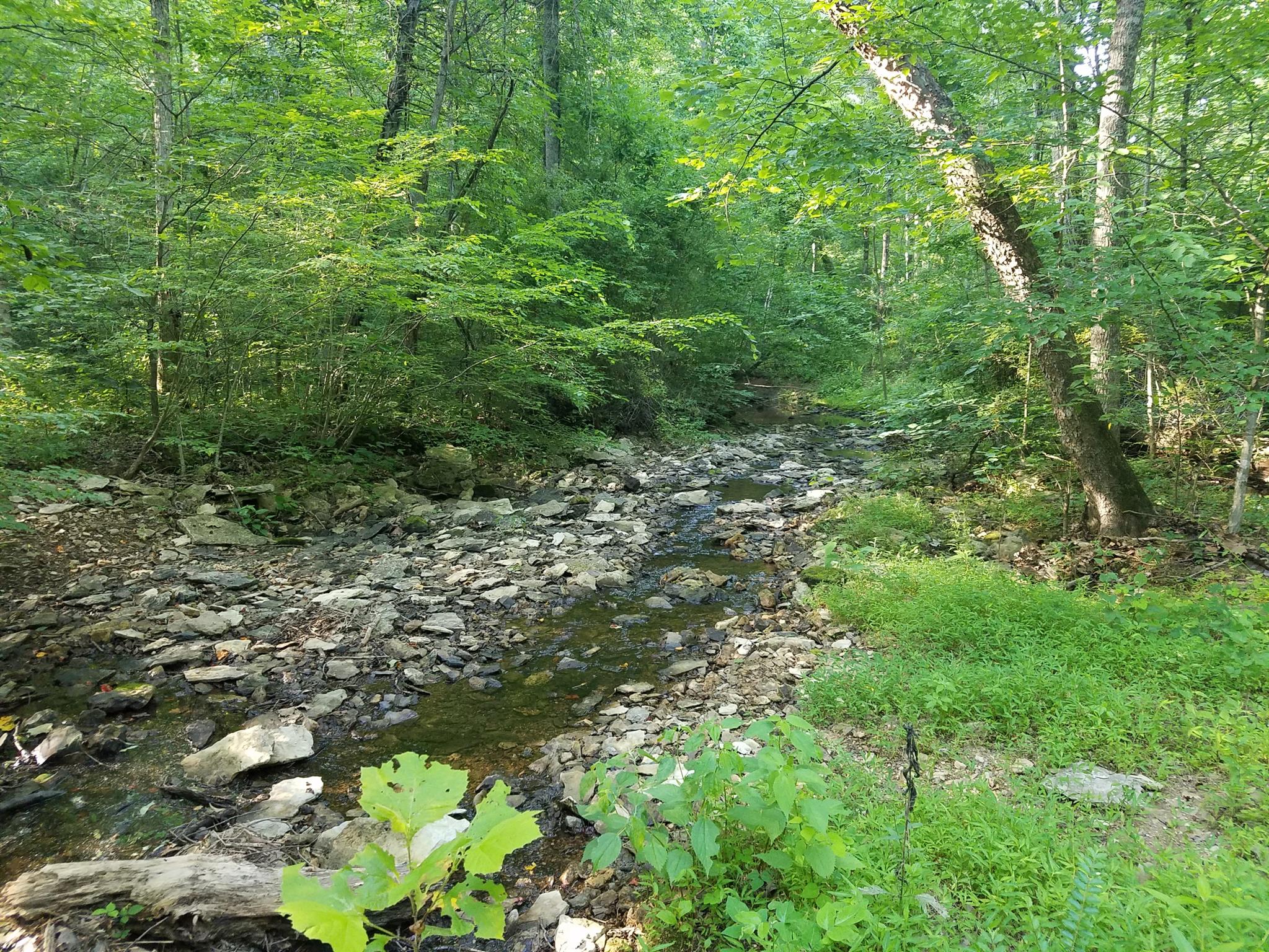 0 Black Pine Road Fairview, TN 37062 - Photo 6 of 12 a view of a forest with lots of trees