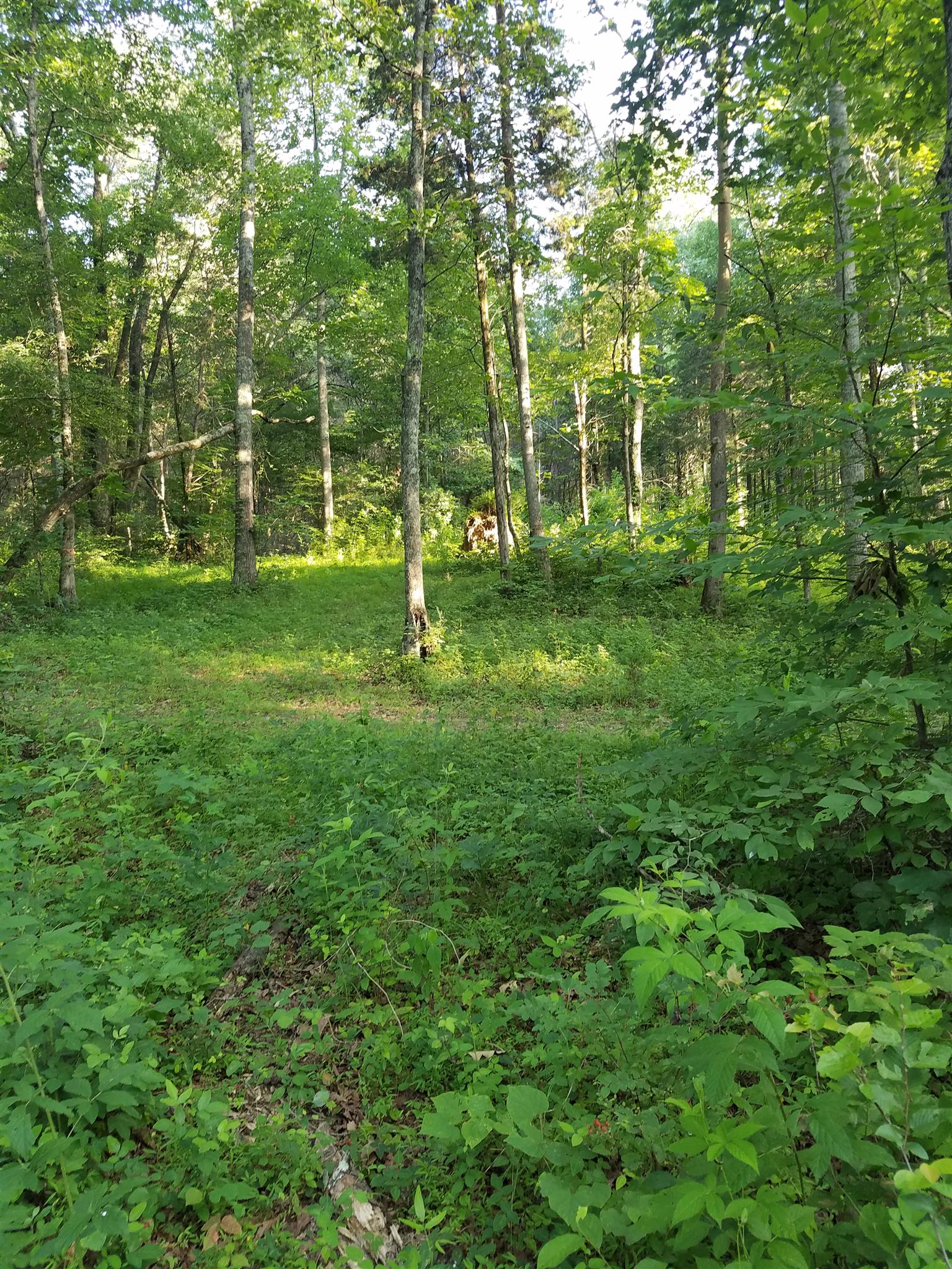 0 Black Pine Road Fairview, TN 37062 - Photo 10 of 12 a view of a park with a tree