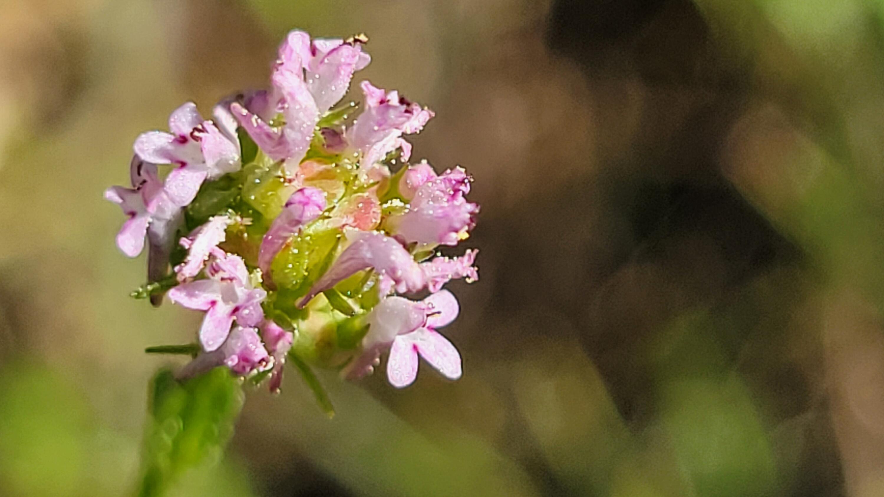 Lot 65 Gogo Road Igo, CA 96047 - Photo 11 of 70 20260324_131118
