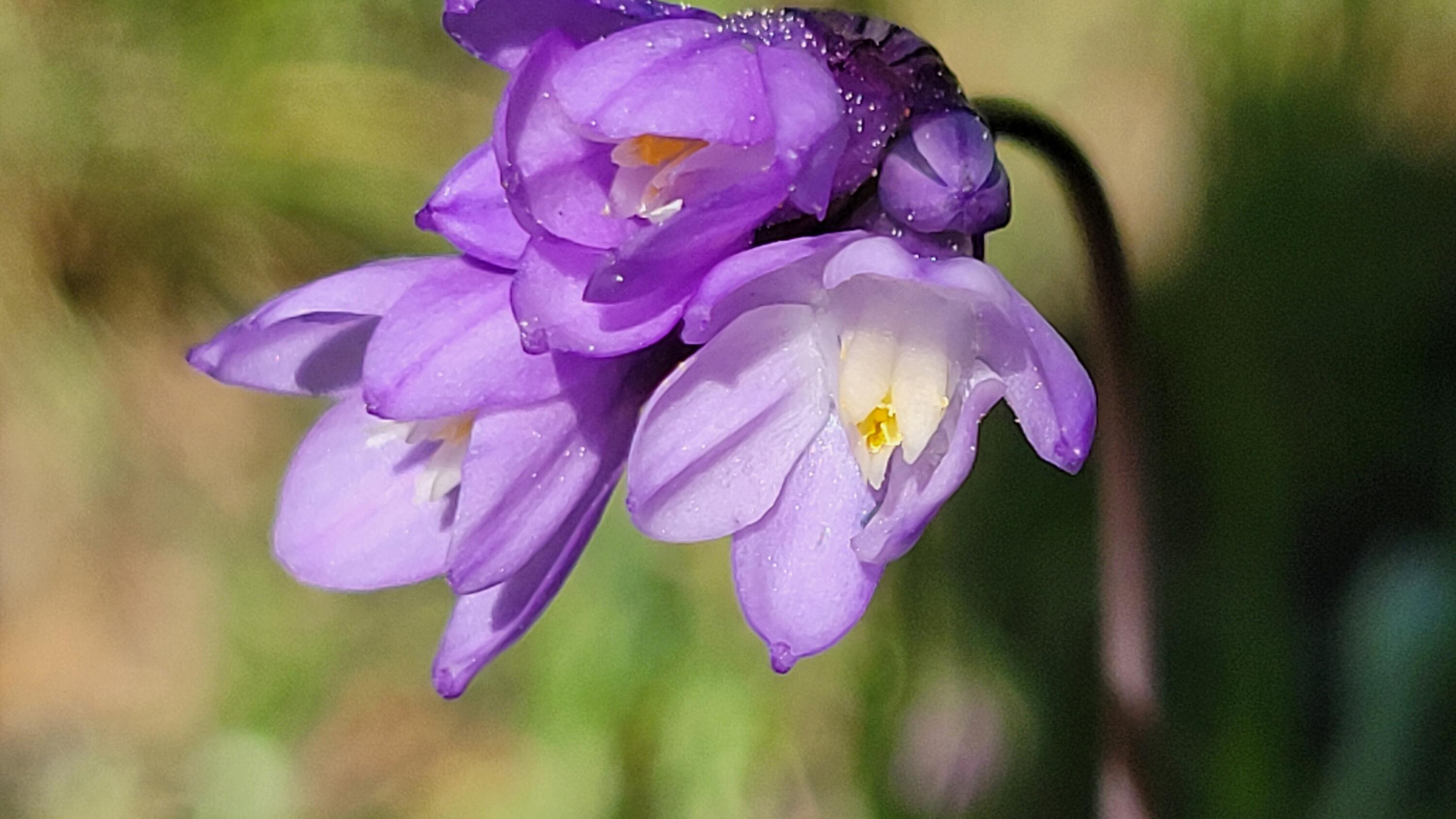 Lot 65 Gogo Road Igo, CA 96047 - Photo 12 of 70 20260324_131250