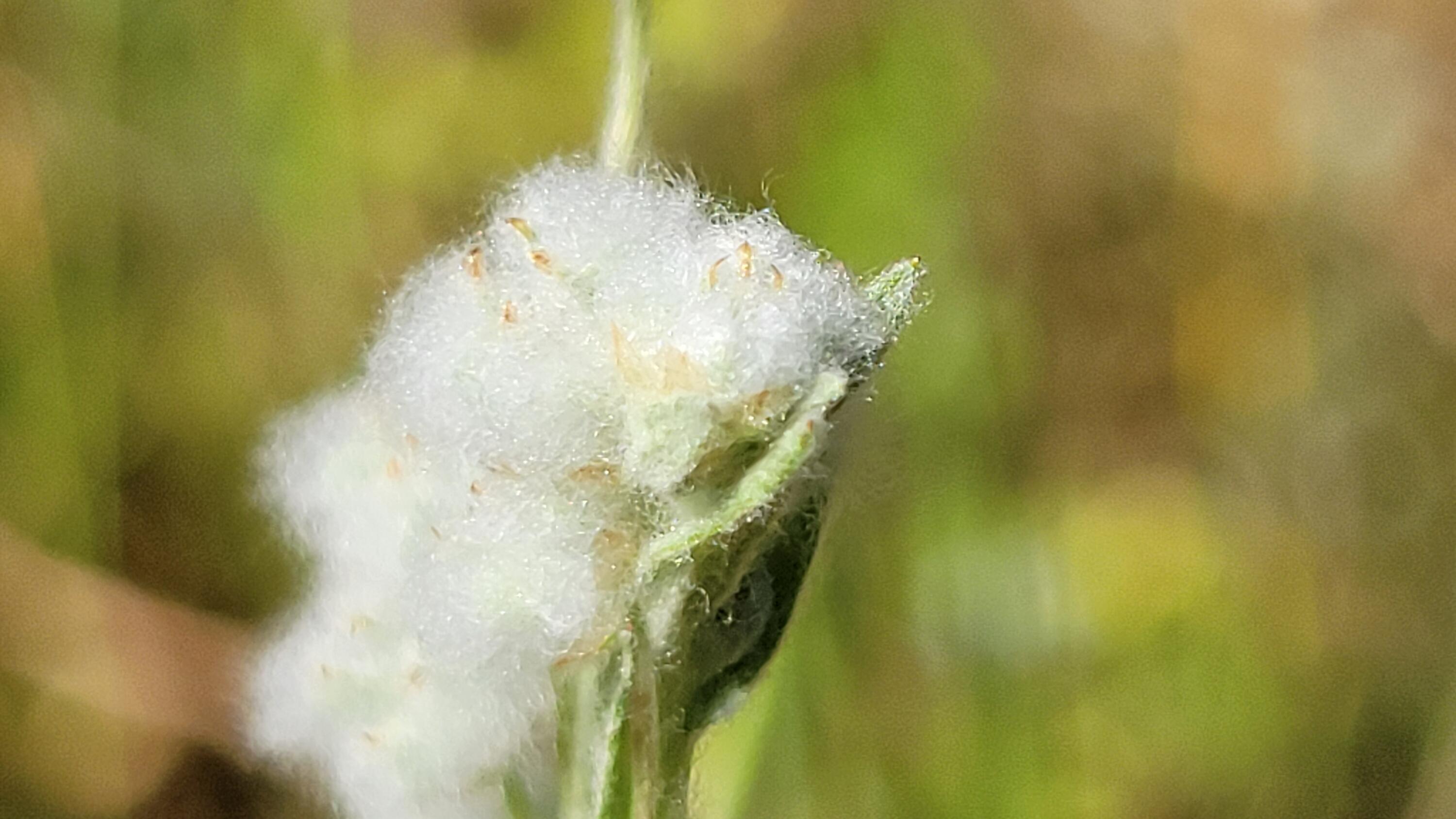 Lot 65 Gogo Road Igo, CA 96047 - Photo 13 of 70 20260324_131310