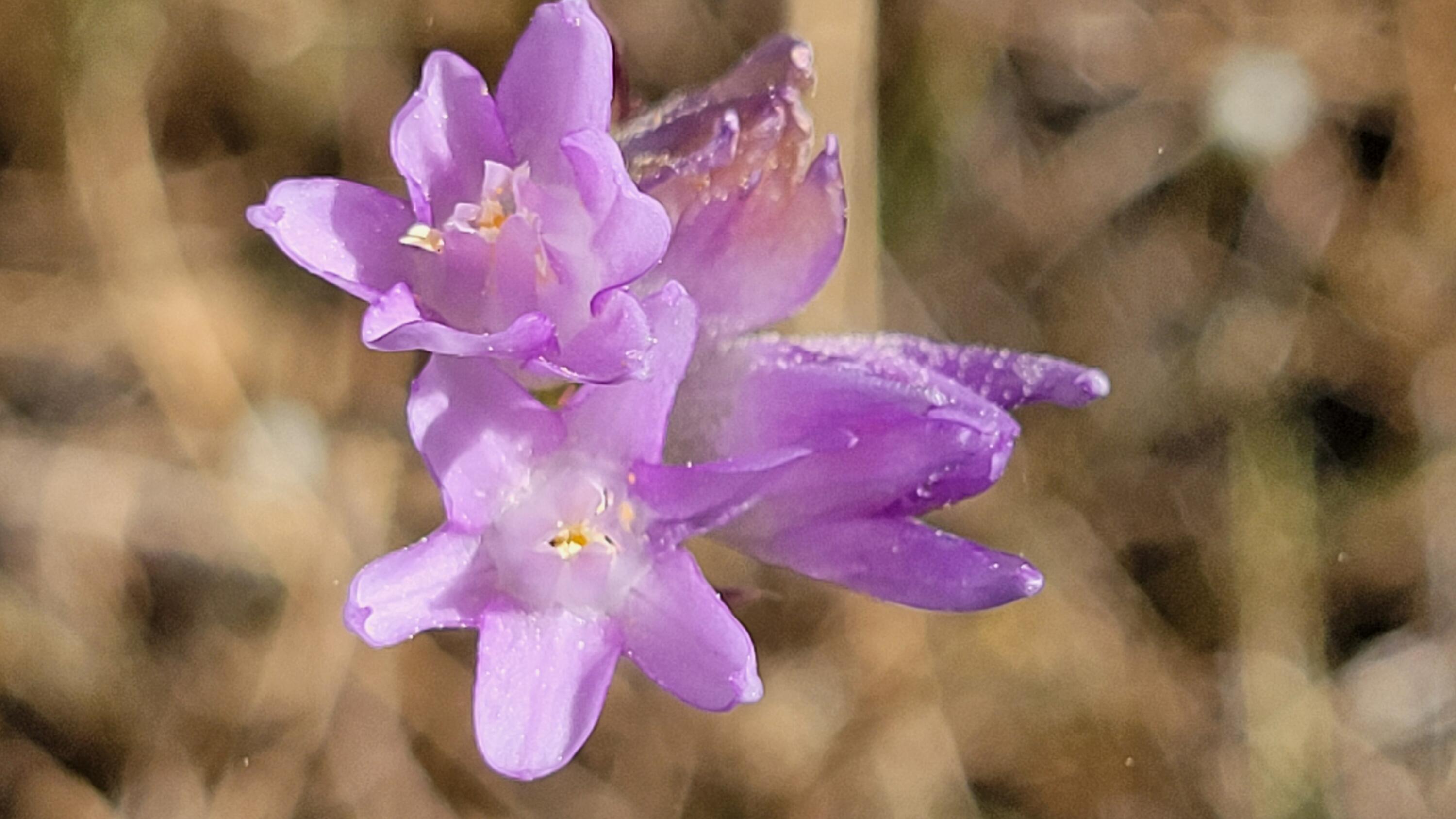 Lot 65 Gogo Road Igo, CA 96047 - Photo 16 of 70 20260324_131410