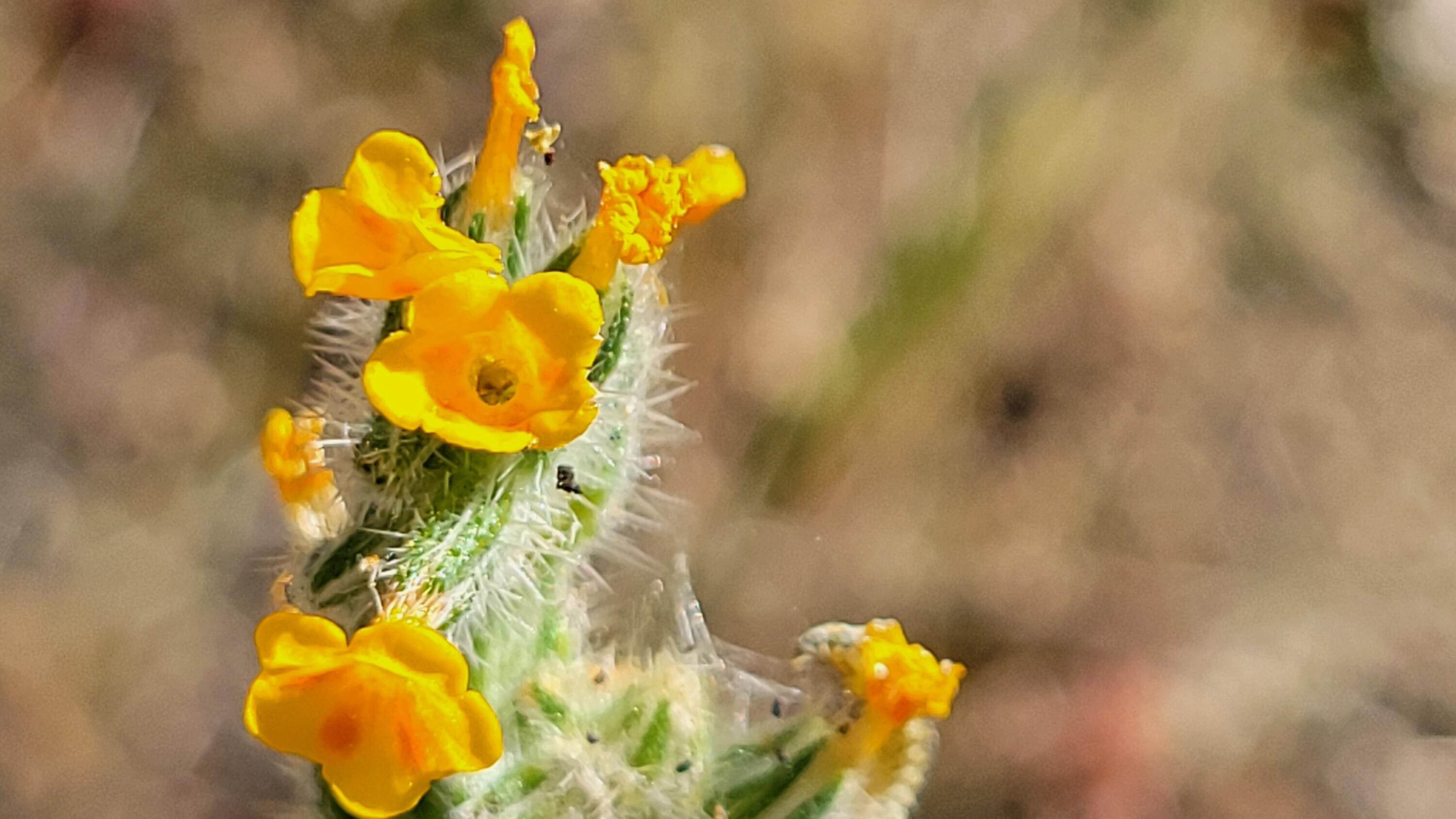 Lot 65 Gogo Road Igo, CA 96047 - Photo 17 of 70 20260324_131437