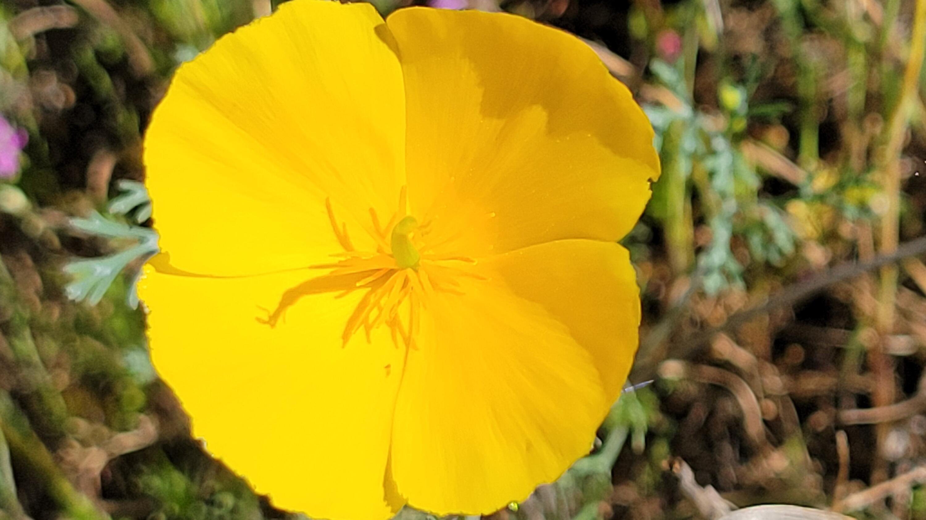 Lot 65 Gogo Road Igo, CA 96047 - Photo 18 of 70 20260324_131454